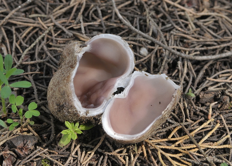 Sarcosphaera coronaria